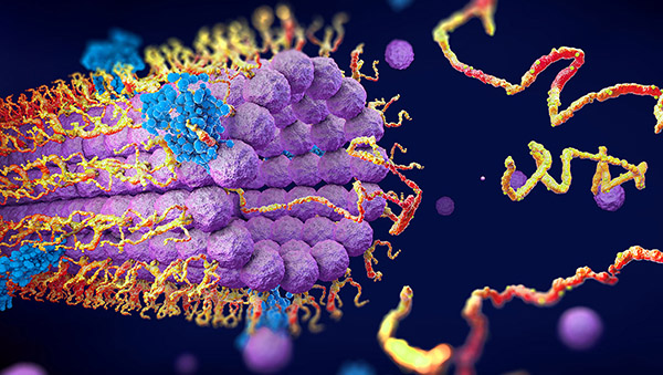 Proteins folding into their three-dimensional structure, illustration.