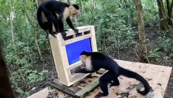 Two capuchin monkeys interacting with a touchscreen in the jungle.